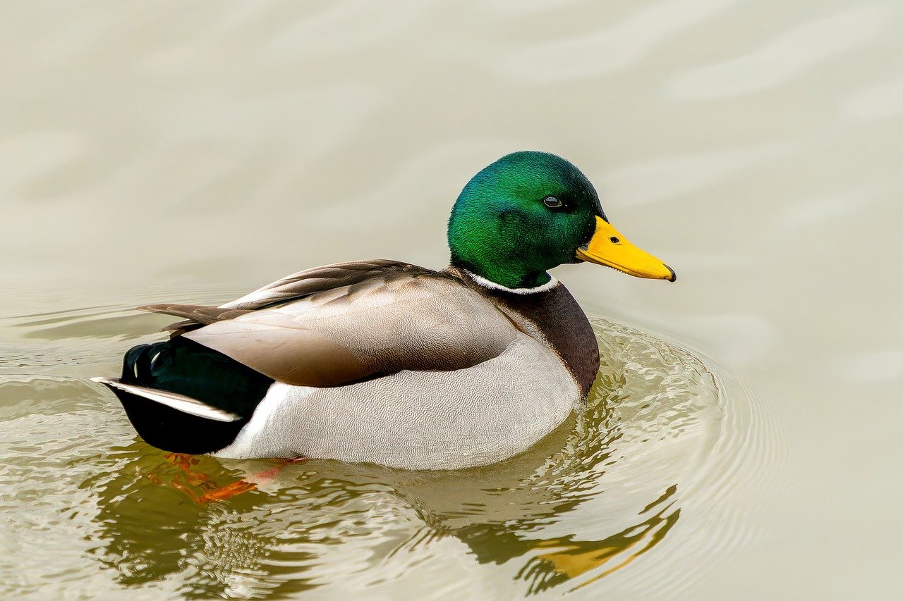 Eine Ente kann fliegen, quacken (und wahrscheinlich kann sie noch viele andere Sachen). Image-Source: Pixabay